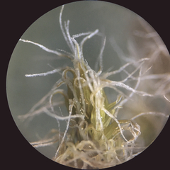 Racomitrium curiosissimum