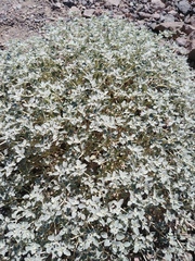 Tidestromia suffruticosa