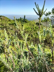 Schistostephium umbellatum