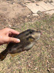 Meuschenia trachylepis