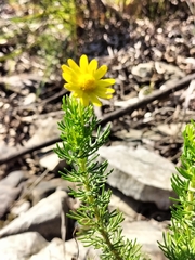 Ursinia trifida