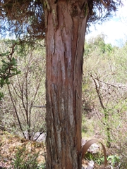 Libocedrus bidwillii