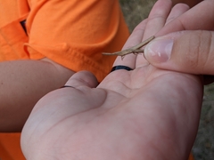 Achurum carinatum