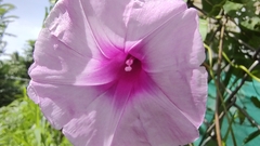 Ipomoea littoralis
