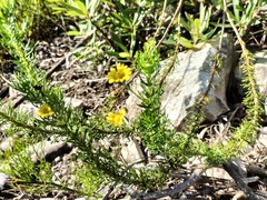 Ursinia trifida
