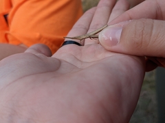 Achurum carinatum