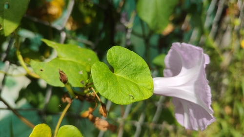 Image of Ipomoea littoralis by no rights reserved