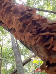 Phylloporia