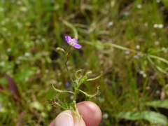 Drosera indica
