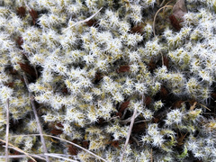 Racomitrium curiosissimum