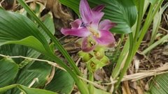 Curcuma longa