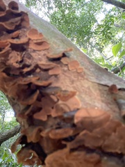 Phylloporia
