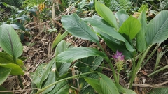 Curcuma longa