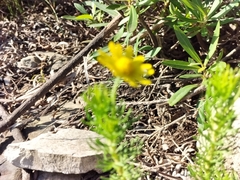 Ursinia trifida