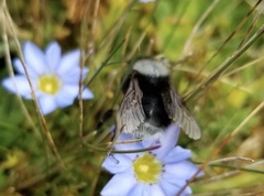 Bombus funebris