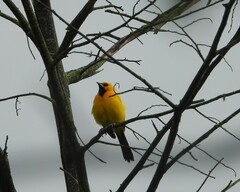 Icterus nigrogularis