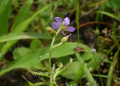 Drosera indica