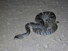 Crotalus ornatus