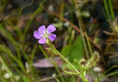 Drosera indica