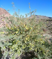 Parkinsonia florida