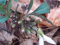 Cardamine concatenata