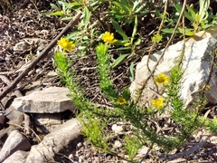 Ursinia trifida