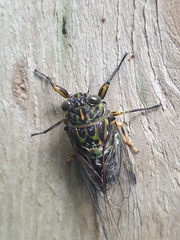 Amphipsalta