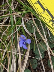 Viola walteri