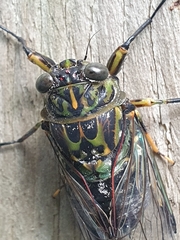Amphipsalta