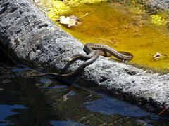 Thamnophis couchii