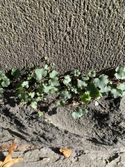 Cymbalaria muralis
