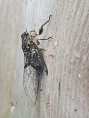 Amphipsalta