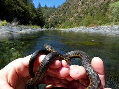 Thamnophis couchii