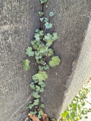Cymbalaria muralis
