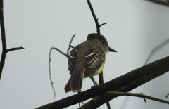 Myiarchus cephalotes