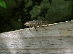 Texania campestris