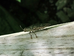 Texania campestris