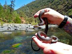 Thamnophis couchii