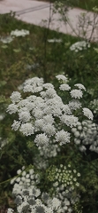 Ammi