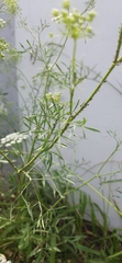 Ammi