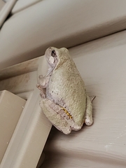 Hyla versicolor