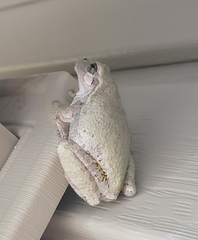 Hyla versicolor