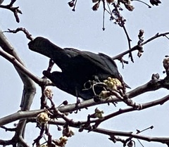 Euphagus