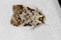 Goniosema anguliscripta
