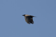 Corvus cornix