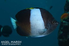 Hemitaurichthys zoster