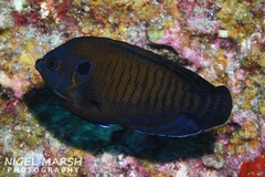 Centropyge multispinis