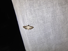 Cnaphalocrocis patnalis