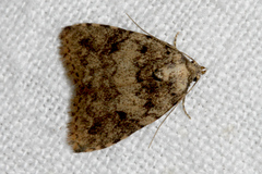 Tolpia conscitulana