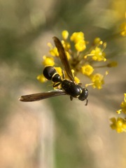 Australozethus tasmaniensis